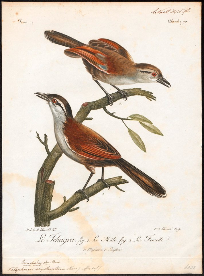 Telophorus erythropterus - 1796-1808 - Print - Iconographia Zoologica - Special Collections University of Amsterdam - UBA01 IZ16600497