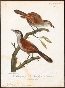 Telophorus erythropterus - 1796-1808 - Print - Iconographia Zoologica - Special Collections University of Amsterdam - UBA01 IZ16600497