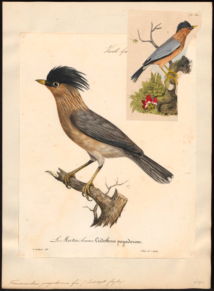 Temenuchus pagodarum - 1825-1834 - Print - Iconographia Zoologica - Special Collections University of Amsterdam - UBA01 IZ15800055