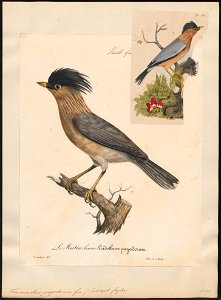 Temenuchus pagodarum - 1825-1834 - Print - Iconographia Zoologica - Special Collections University of Amsterdam - UBA01 IZ15800055