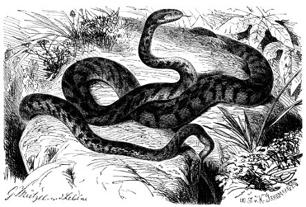 Telescopus fallax engraving