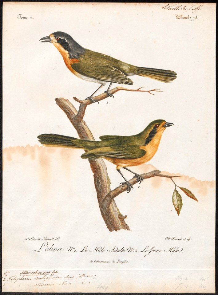 Telophorus rubiginosus - 1796-1808 - Print - Iconographia Zoologica - Special Collections University of Amsterdam - UBA01 IZ16600489