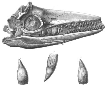 Temnodontosaurus eurycephalus skull