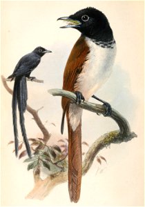 Terpsiphone corvina 1867