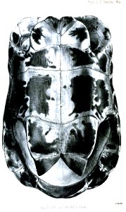 TestudoElongataPlastronFord