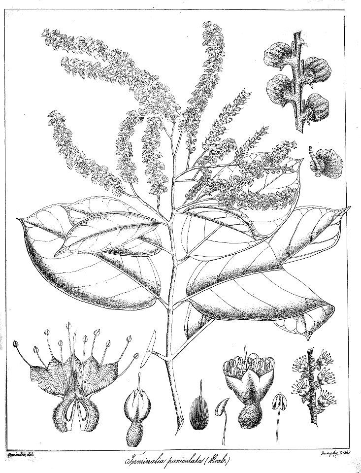 Terminalia paniculata Govindoo