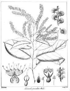 Terminalia paniculata Govindoo