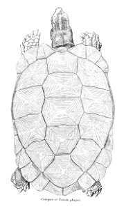 TestudoPhayreiPZSL1871