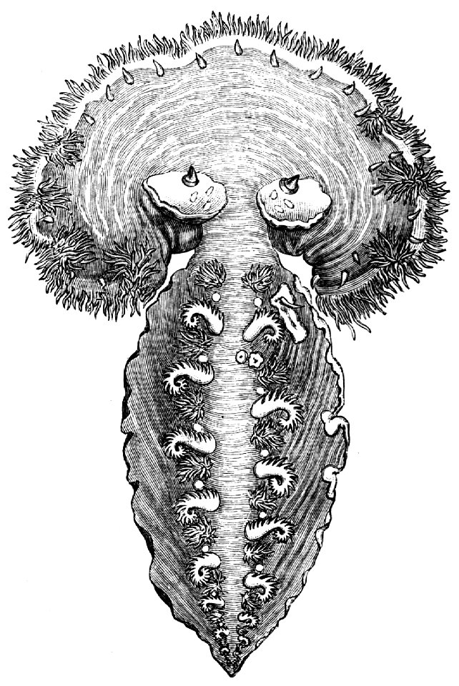 Tethys fimbria Brehms Thierleben 1887