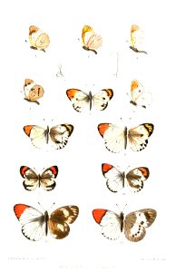 Teracolus1Butler