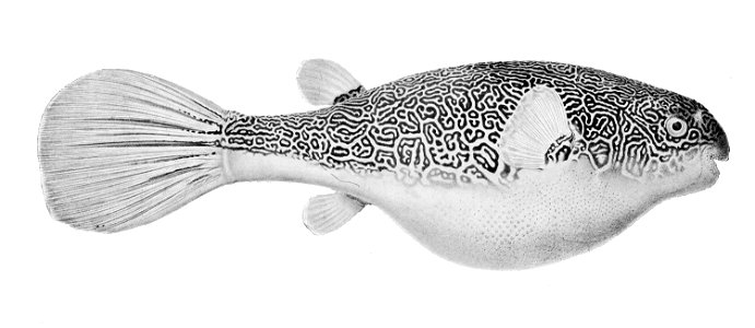 Tetraodon mbu