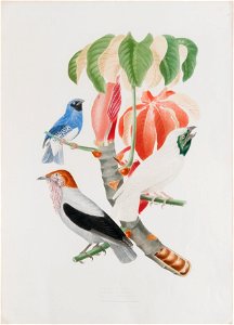 Tersina coerulea - Procnia nudicollis - Procnia variegatus, da Coleção Brasiliana Iconográfica