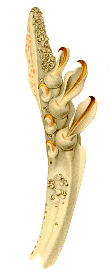 Tentacule Abraliopsis morisi