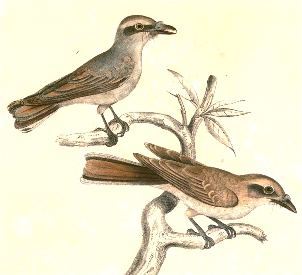 Tephrodornis pondicerianus Hardwicke
