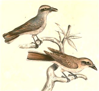 Tephrodornis pondicerianus Hardwicke