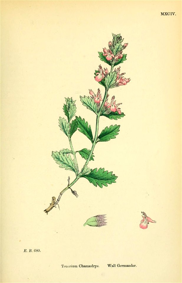 Teucrium chamaedrys - English botany, or, Coloured figures of British plants - vol. 7 - t. 1094