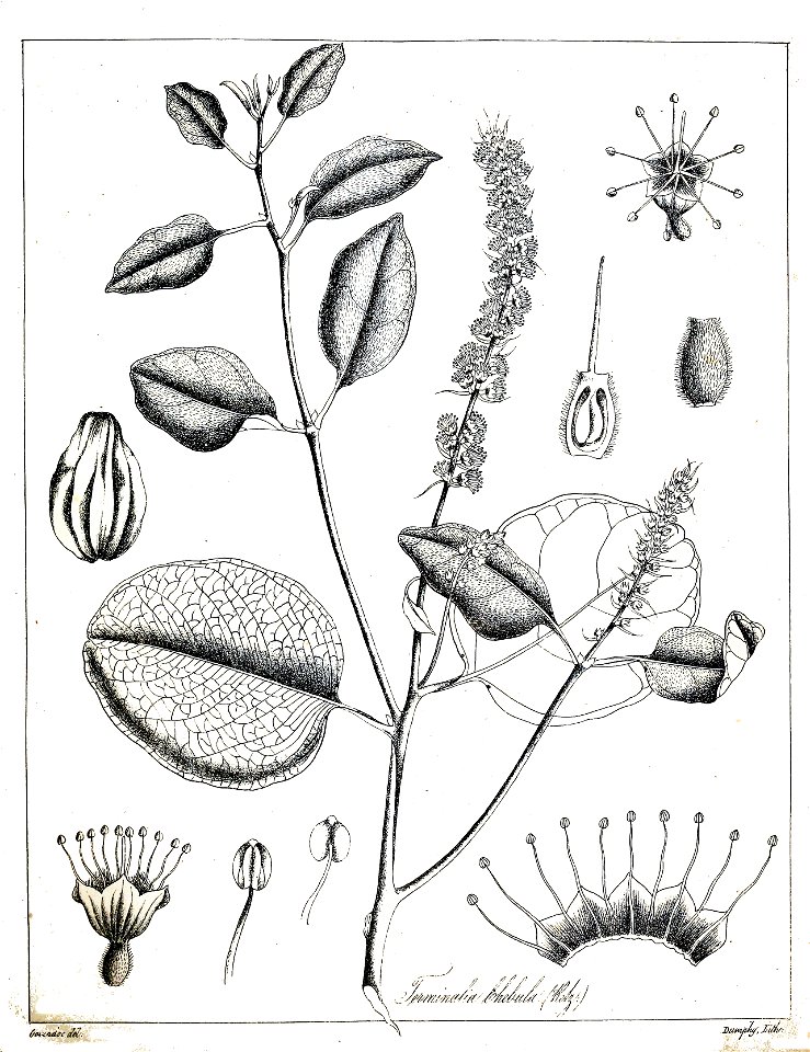 Terminalia chebula Govindoo