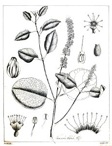 Terminalia chebula Govindoo