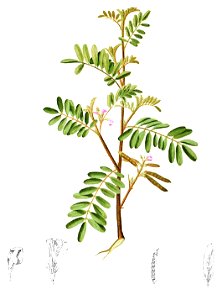 Tephrosia luzoniensis Blanco1.162-cropped