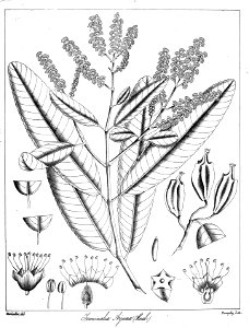 Terminalia arjuna Govindoo