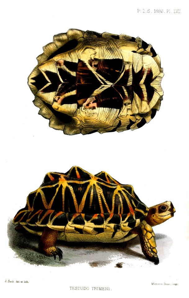 TestudoTrimeniSmit