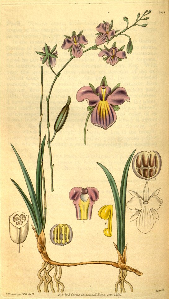 Tetramicra elegans (as syn. Brassavola elegans) - Curtis' 58 (N.S. 5) pl. 3098 (1831)