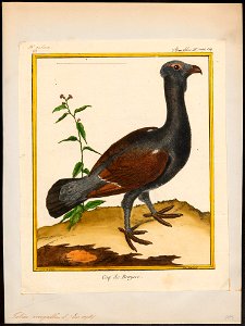 Tetrao urogallus - 1700-1880 - Print - Iconographia Zoologica - Special Collections University of Amsterdam - UBA01 IZ17100317