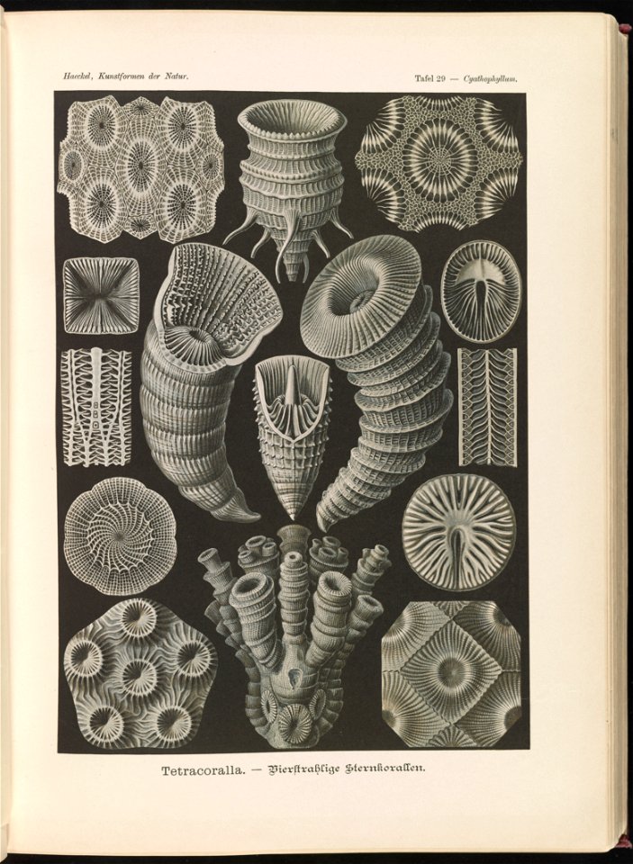 Tetracoralla. - Bierstrahlige Sternkorallen LCCN2015648915