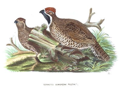 TetrastesSewerzowi