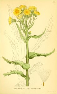 Tephroseris palustris001