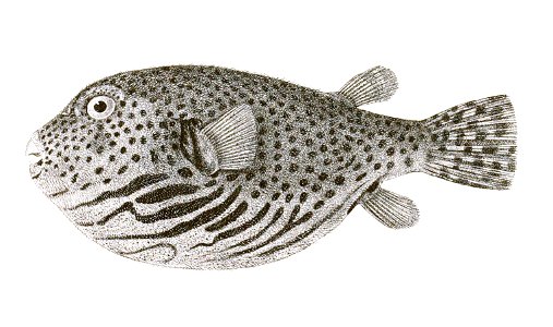 Tetrodon lineatus Achilles 180