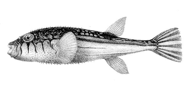 Tetrodon pleurogramma