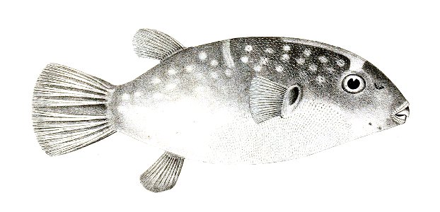 Tetrodon viridipunctatus Achilles 176