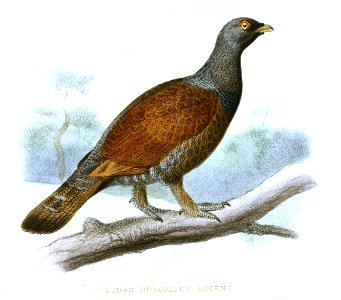 TetraoUrogallusSmit