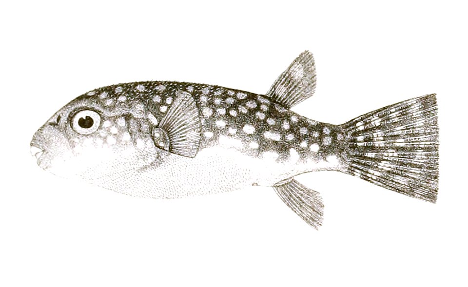 Tetrodon leopardus Achilles 180