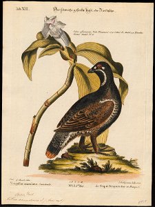 Tetrao canadensis - 1700-1880 - Print - Iconographia Zoologica - Special Collections University of Amsterdam - UBA01 IZ17100353