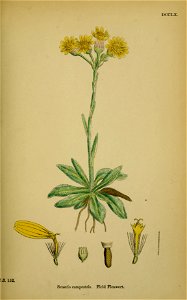 Tephroseris integrifolia ssp integrifolia