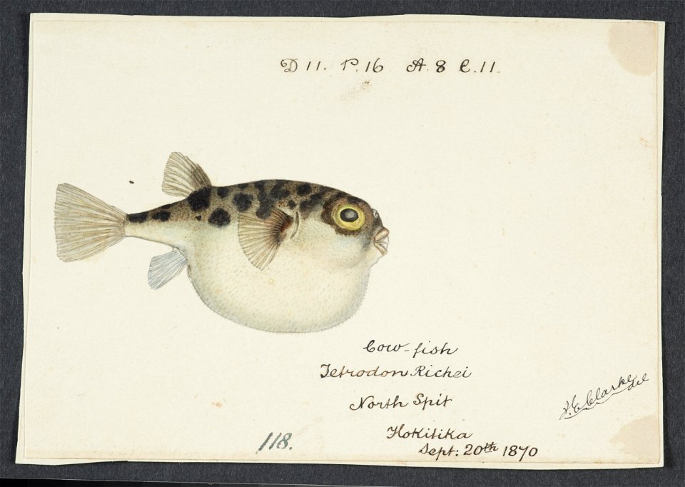 Tetraodon gillbanksii Clarke, 1870