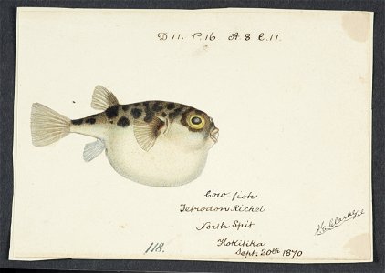 Tetraodon gillbanksii Clarke, 1870