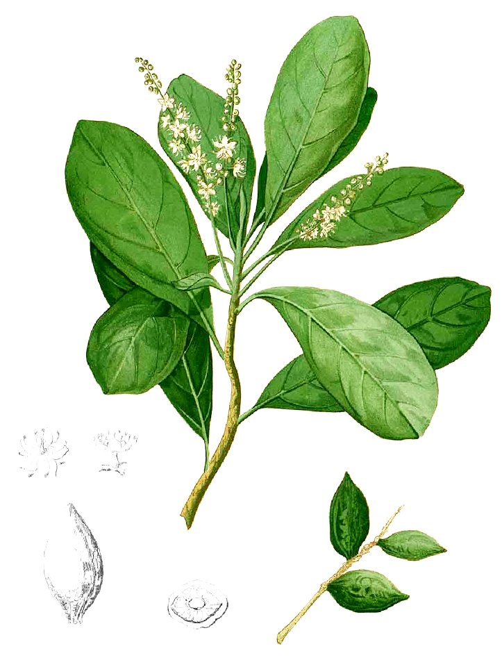 Terminalia sumatrana Blanco1.200-cropped