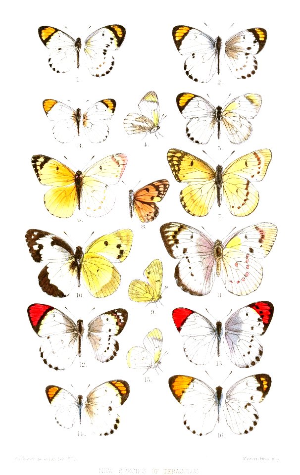 Teracolus2Butler