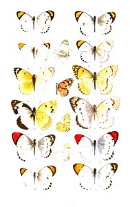 Teracolus2Butler