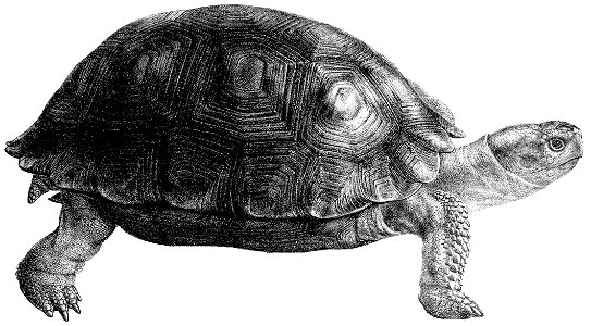 TestudoElephantopusFord white background