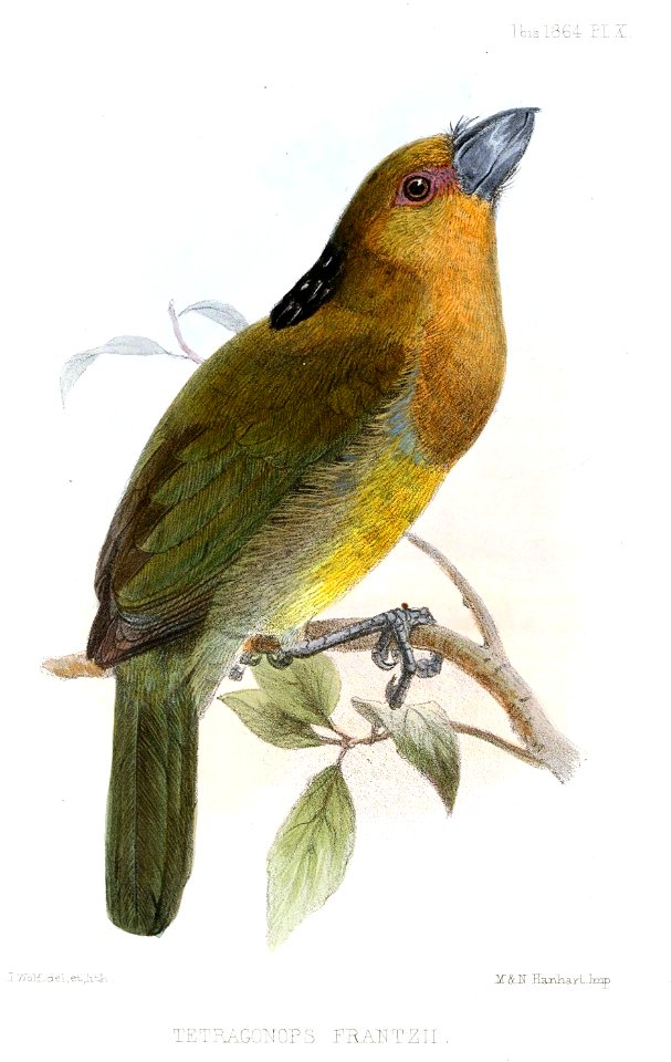 TetragonopsFrantziiWolf
