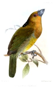 TetragonopsFrantziiWolf