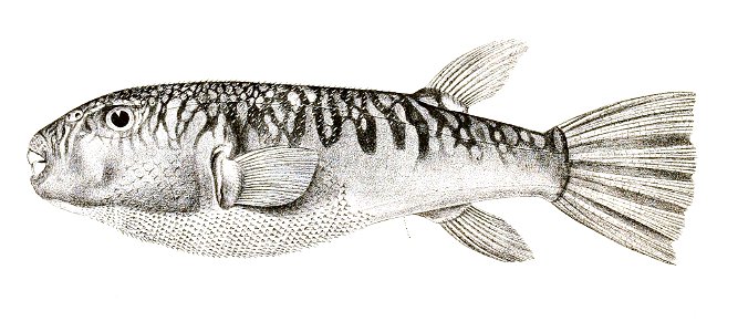 Tetrodon oblongus Achilles 182