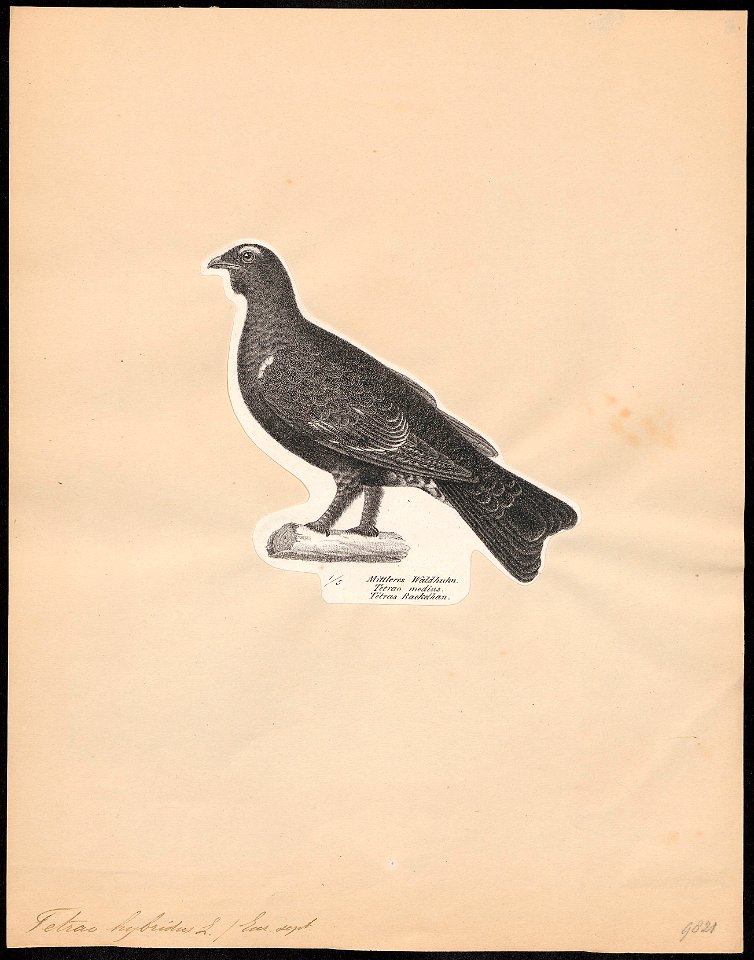 Tetrao hybridus - 1809-1845 - Print - Iconographia Zoologica - Special Collections University of Amsterdam - UBA01 IZ17100333
