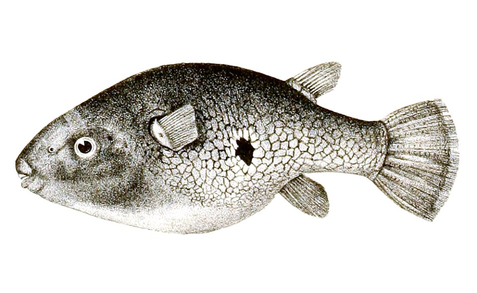 Tetrodon cutcutia Achilles 182
