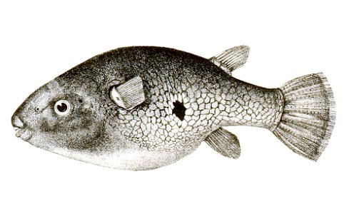 Tetrodon cutcutia Achilles 182