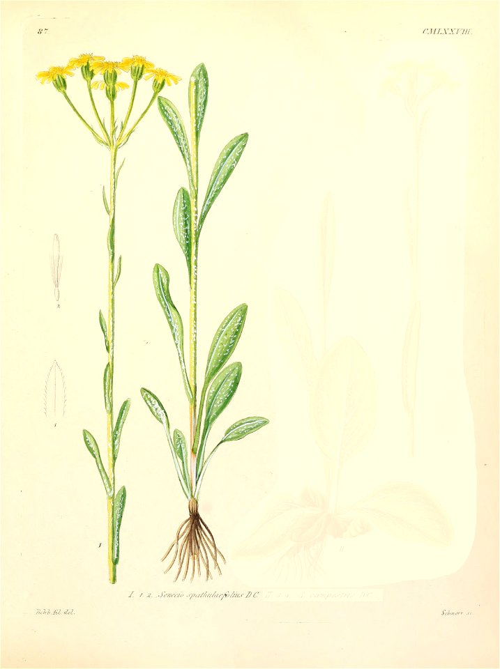 Tephroseris helenitis